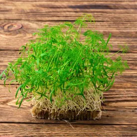 Микрозелень фенхеля XXL